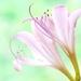 Magic Lilies by lynnz