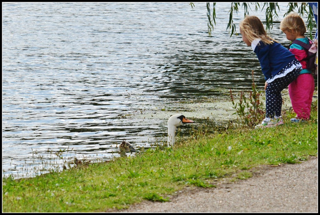 Feeding the swans by rosiekind