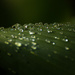 Drops on a Leave by leonbuys83