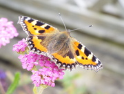 4th Aug 2014 - butterfly 
