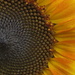 Sunflower by radiogirl