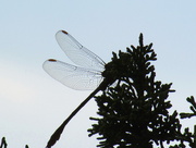10th Aug 2014 - Dragonfly