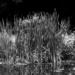 Natural Grasses by digitalrn