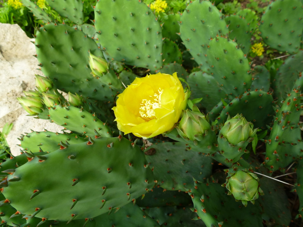 Cactus flower by harrowjet
