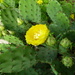 Cactus flower by harrowjet
