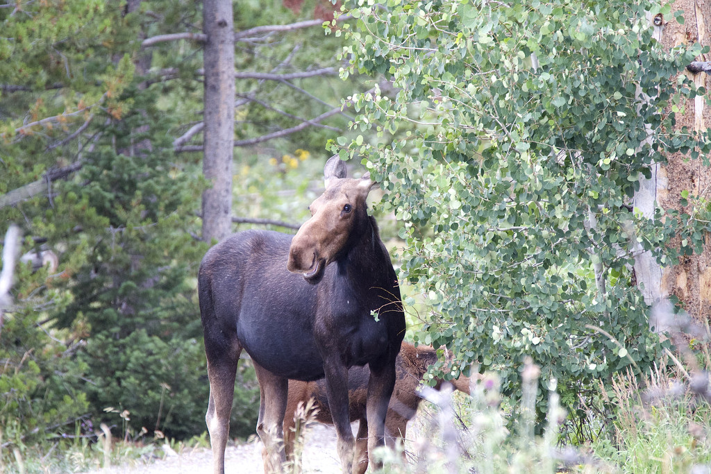 Mum moose and calf by padlock
