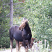 Mum moose and calf by padlock
