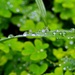 Weeds and Rain........... by gigiflower