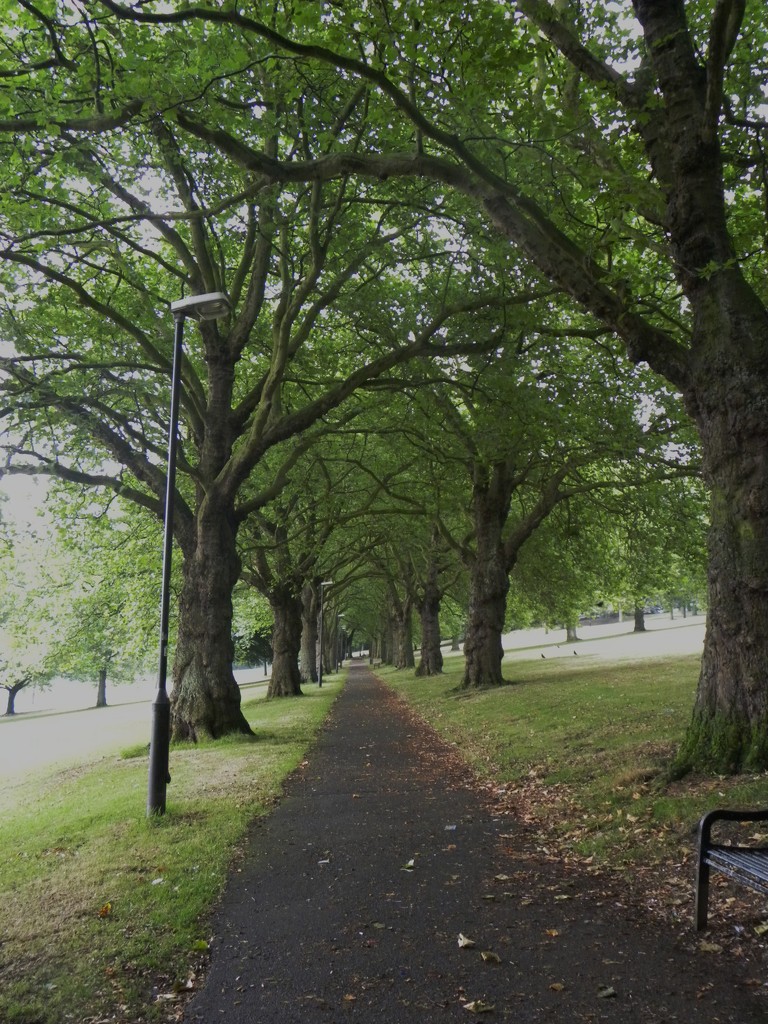 Avenue @ The Forest Recreation Ground by oldjosh