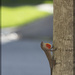 Brown Anole by jamibann