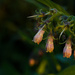 Comfrey by leonbuys83
