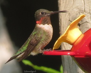 13th Aug 2014 - Hummingbird