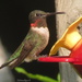 Hummingbird by radiogirl