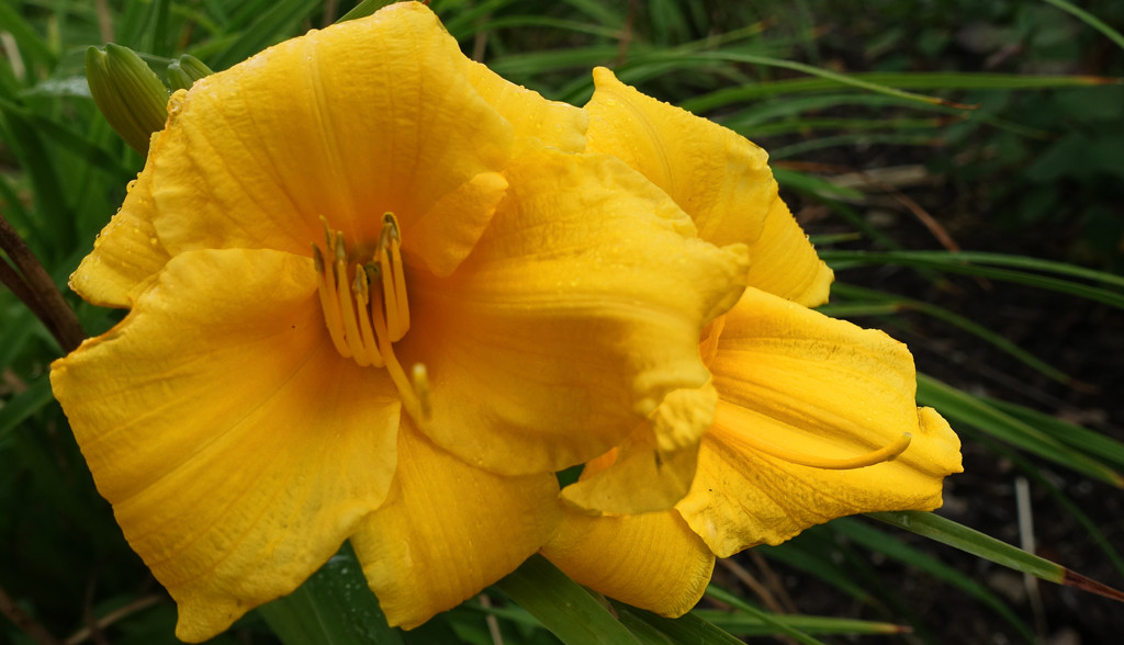 Daylily by rminer