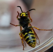 9th Aug 2014 - Raging Wasp.