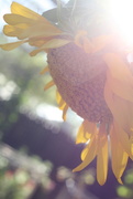 12th Aug 2014 - Sunflower