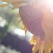 Sunflower by kerristephens