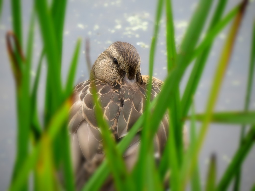 Snuggle Duckie by juliedduncan