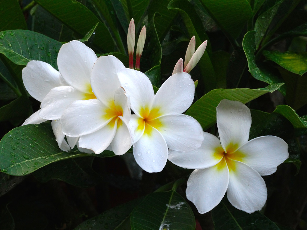 Plumeria on the Potomac by khawbecker