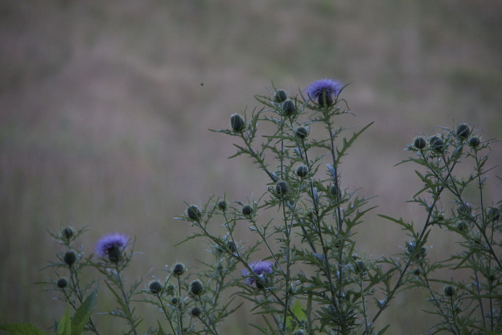 Thistles by the road by randystreat