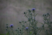 12th Aug 2014 - Thistles by the road