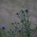 Thistles by the road by randystreat