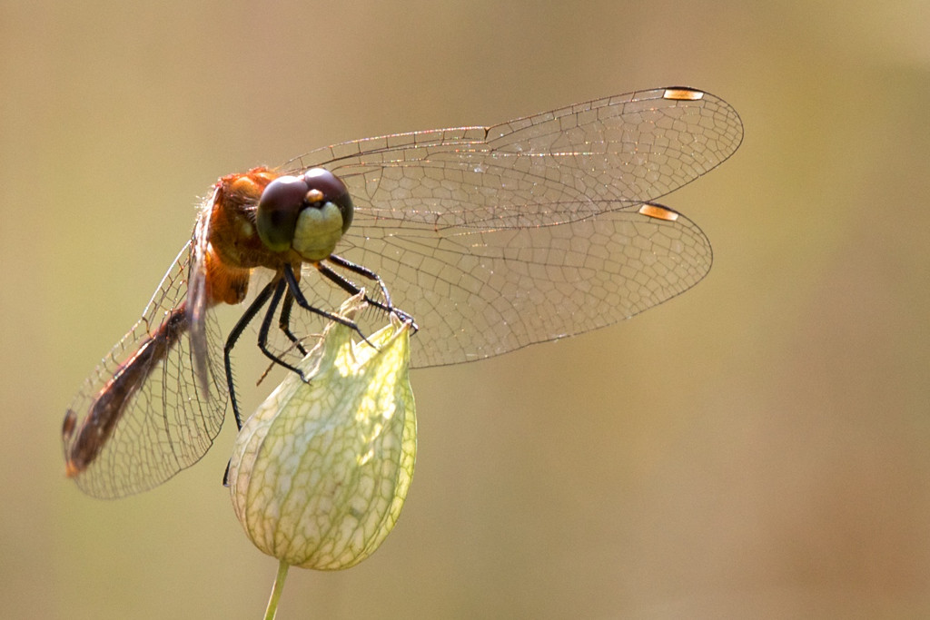 A staring contest with a dragonfly by jyokota