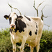 Cow 4 - 9-08 by barrowlane