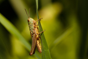 13th Aug 2014 - Grasshopper