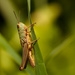 Grasshopper by leonbuys83