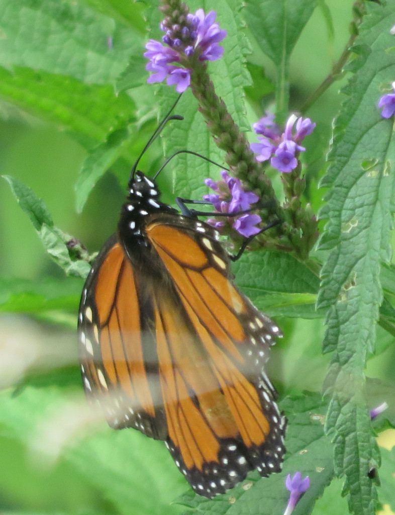 Monarch enjoys the nectar of purple flowers by rminer