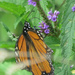 Monarch enjoys the nectar of purple flowers by rminer