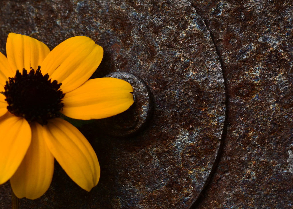 Flowers and Rust by jayberg