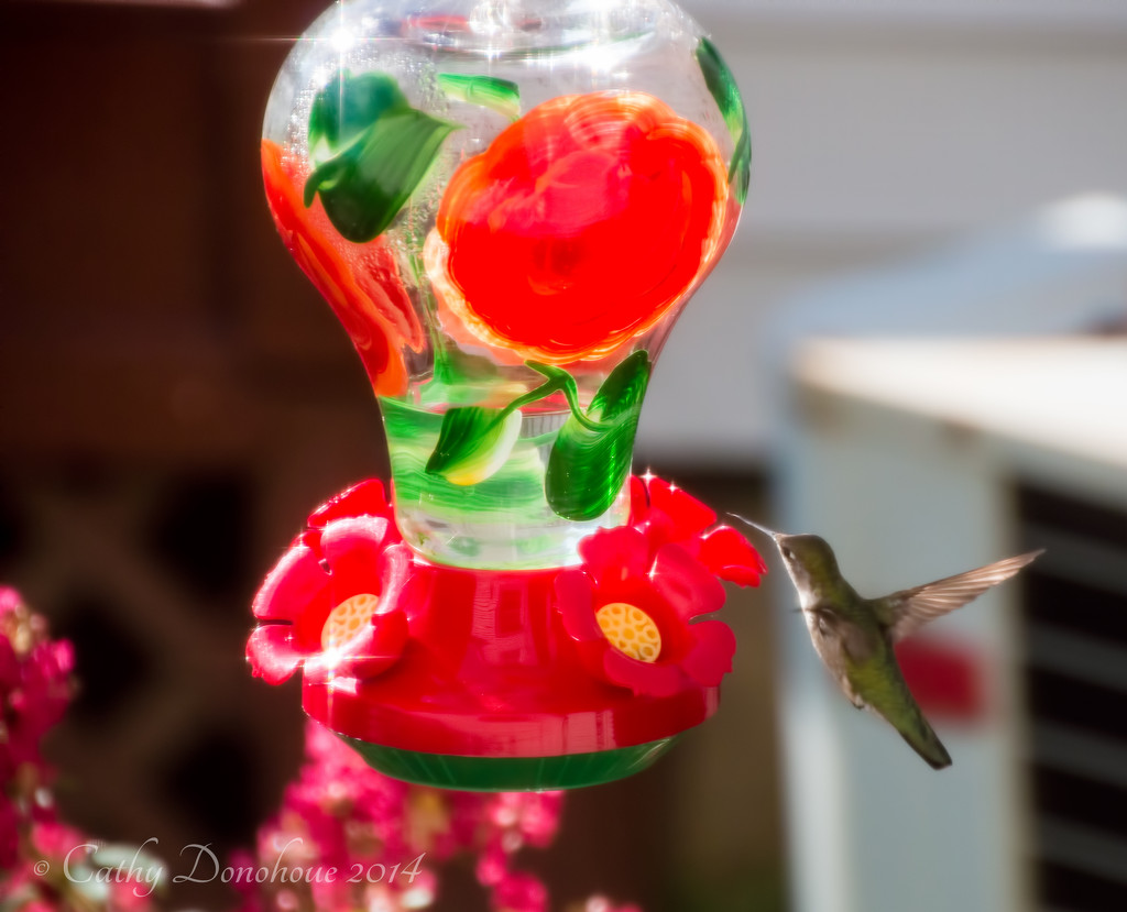 Ruby Throated Hummingbird by cdonohoue