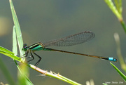 13th Aug 2014 - Dragonfly