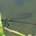 Dragonfly by lynne5477