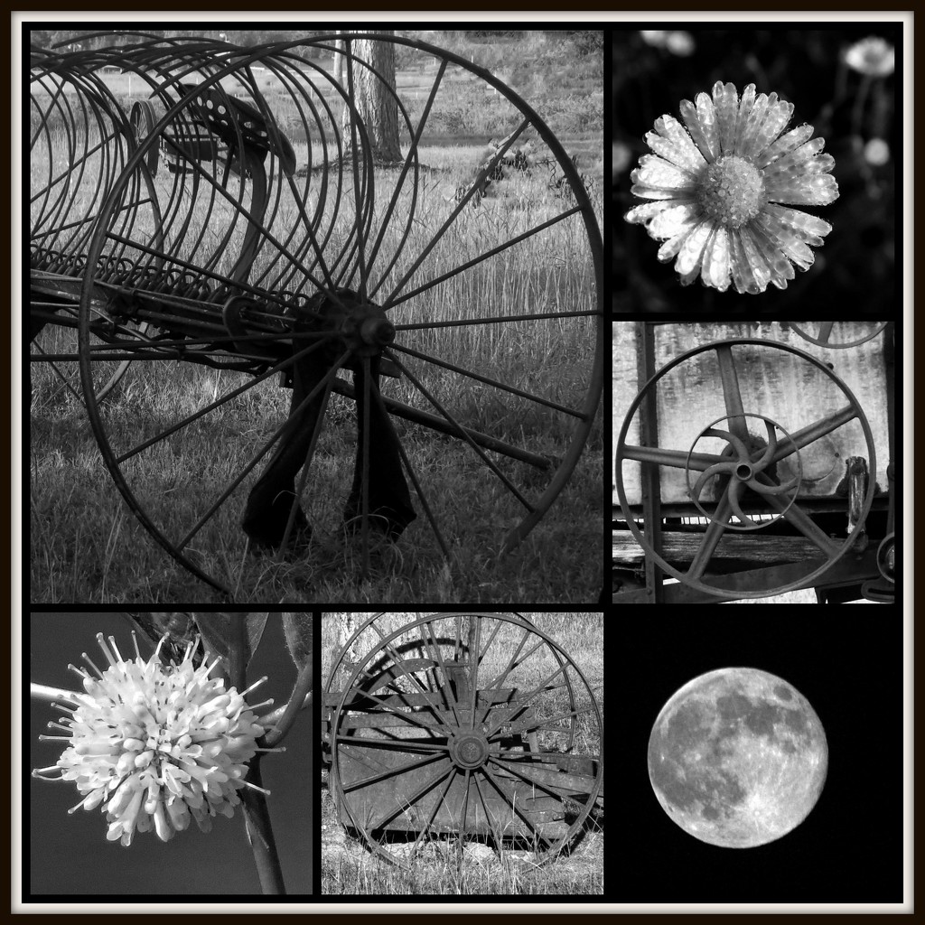 Circle Collage Challenge by milaniet