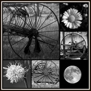 13th Aug 2014 - Circle Collage Challenge