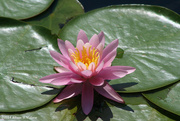 9th Aug 2014 - Pink Water Lily
