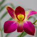 Orchid by gosia