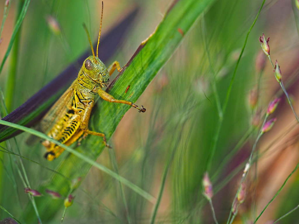 Grasshopper by tosee