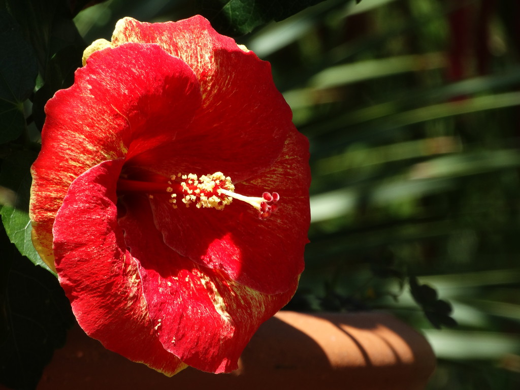 Variegated Hibiscus by khawbecker