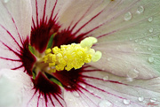 13th Aug 2014 - Rose of Sharon