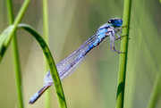 13th Aug 2014 - Beaver Island Dragonfly:  Yet Another One