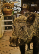 14th Aug 2014 - A BOAR CALLED WILLIE