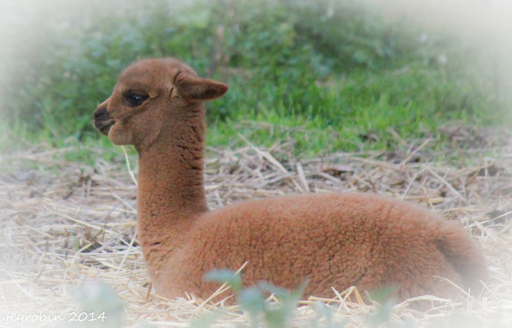 Beautifully soft baby alpaca by flyrobin