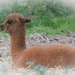 Beautifully soft baby alpaca by flyrobin