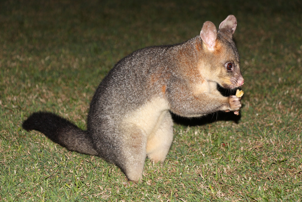 Father Brushtail by terryliv
