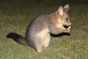 14th Aug 2014 - Father Brushtail