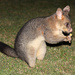 Father Brushtail by terryliv